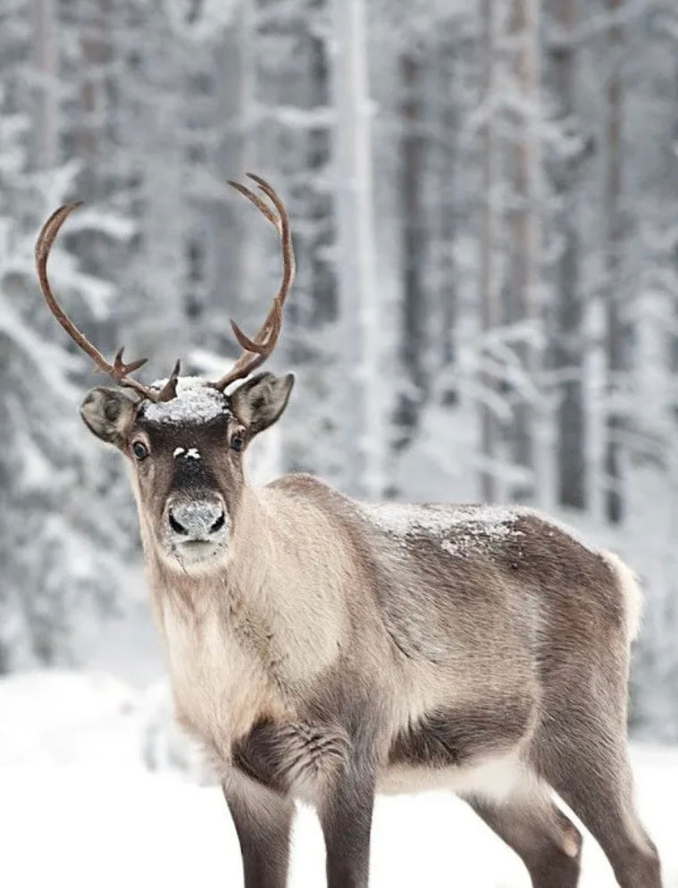 Reindeer Kisses